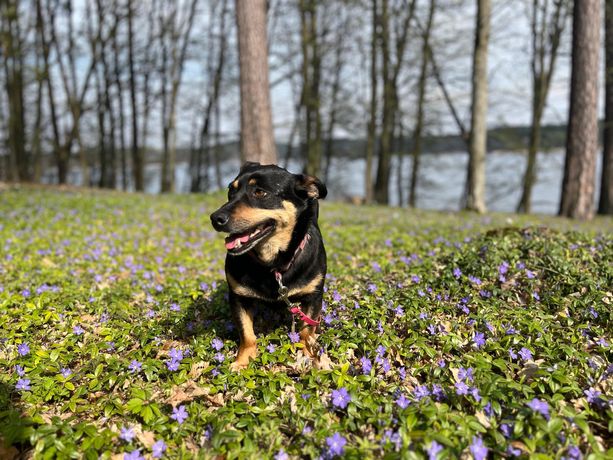 Nala szuka domu stałego