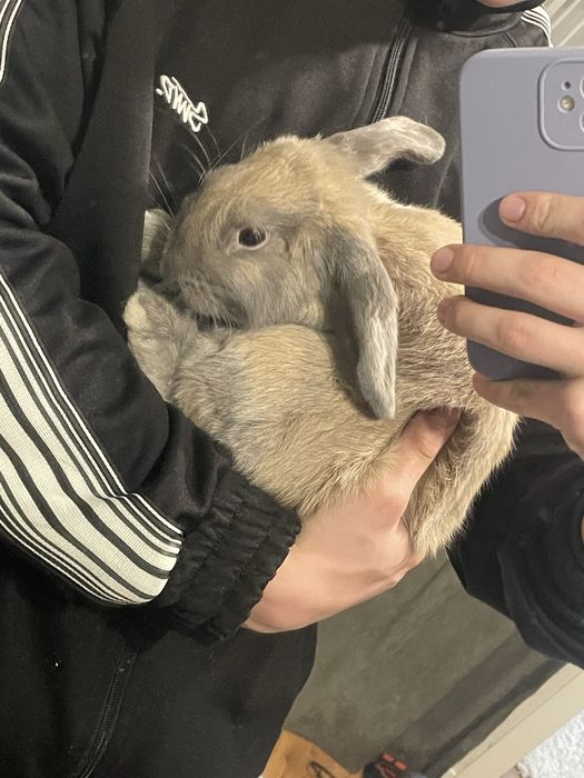 Декоративний кролик