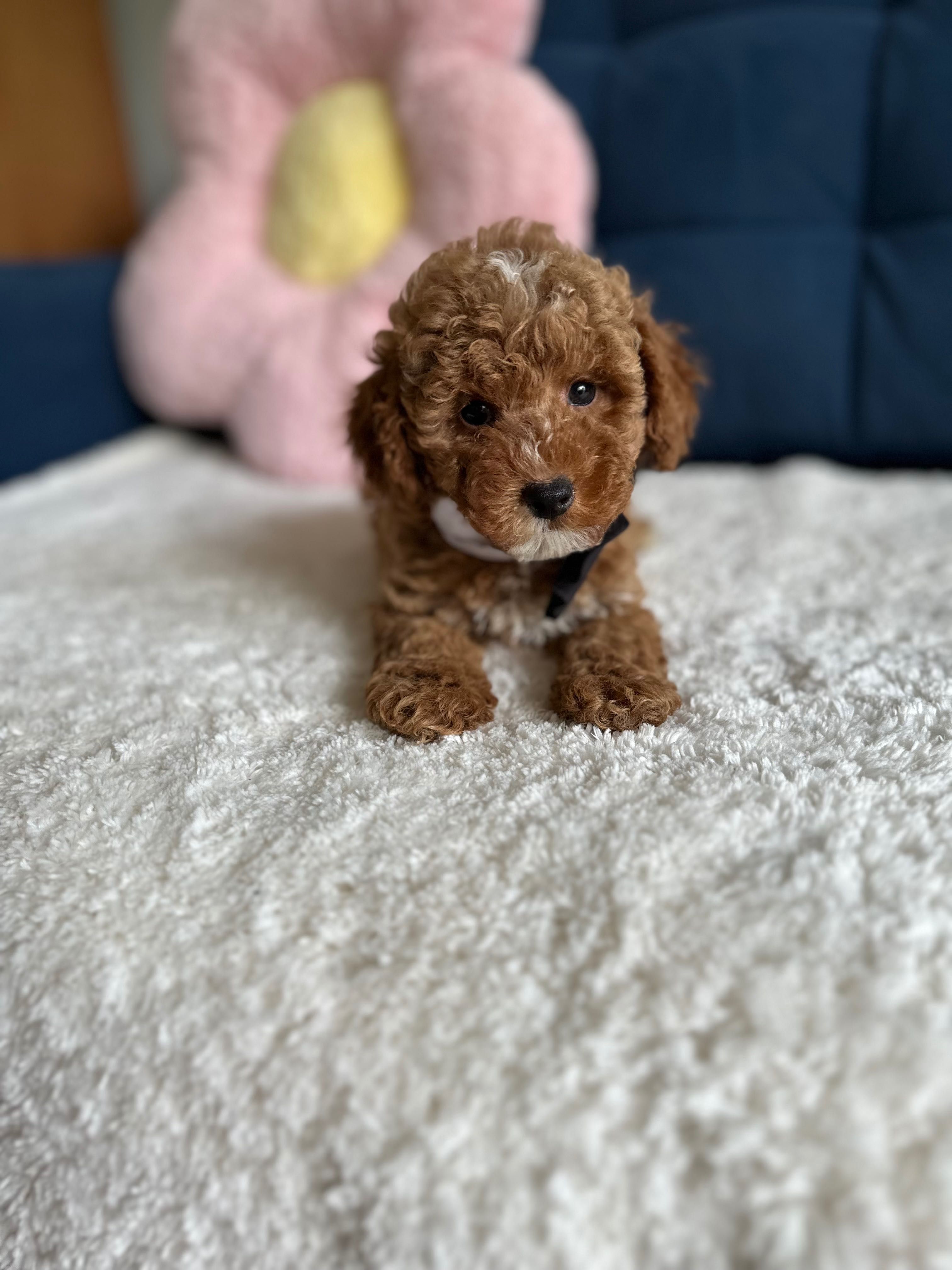 Śliczny Piesek Maltipoo!