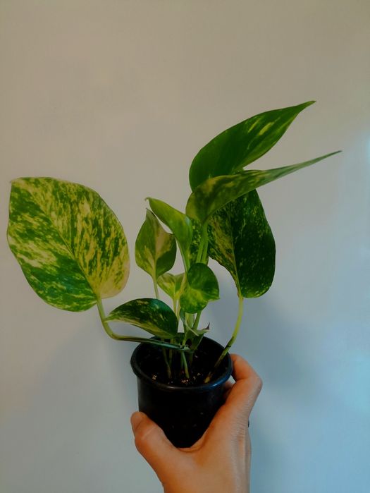 Кімнатні рослини, вазони.Сциндапсус золотистий, сингоніум, паперомія.