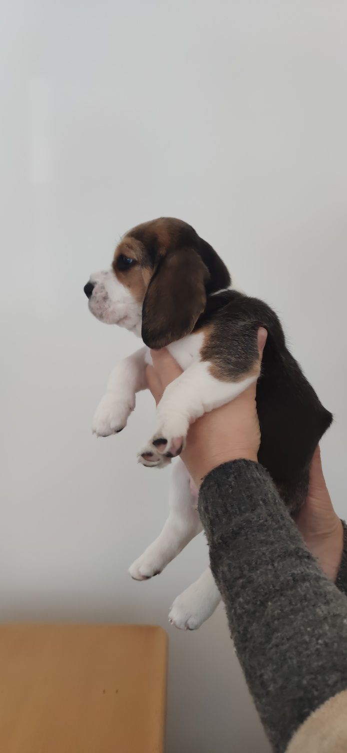 Beagle Tricolor Campeão