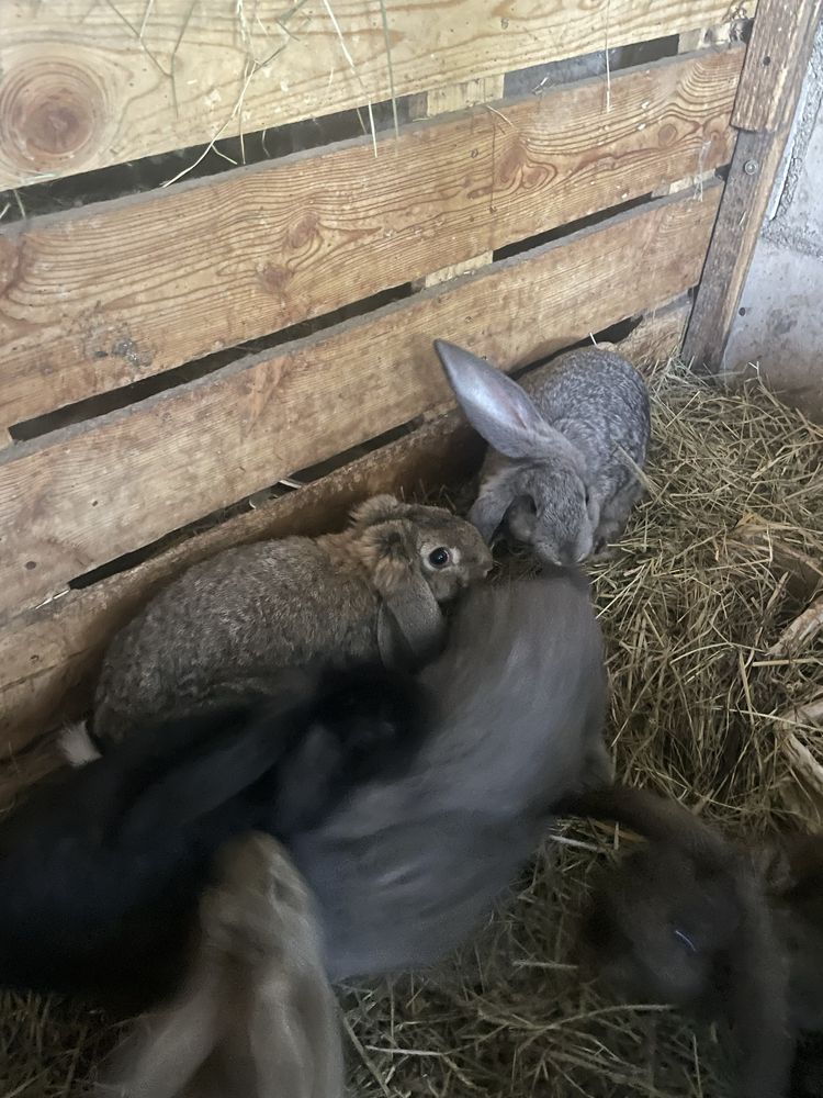 Mlode samiczki barana francuzkiego