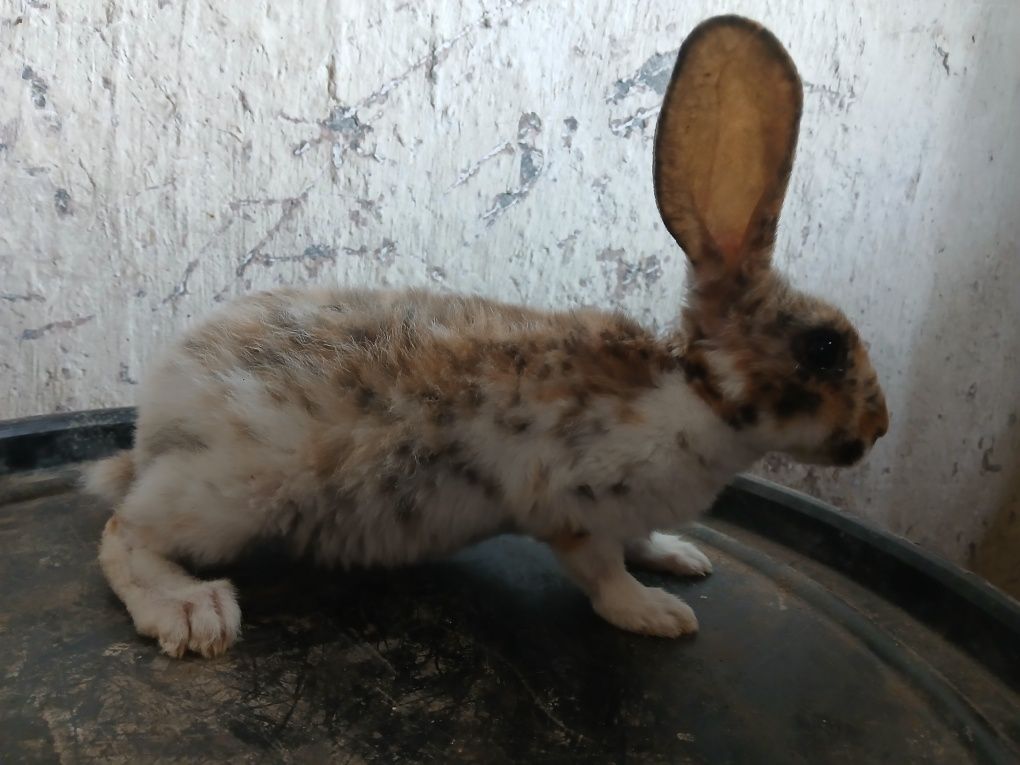 Rex gepard samce