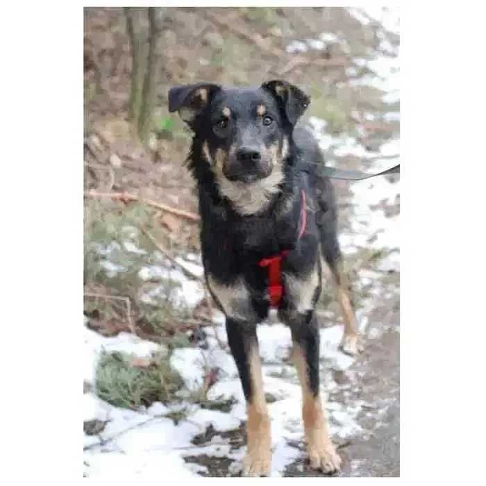 Теодор, дружелюбный активный пес