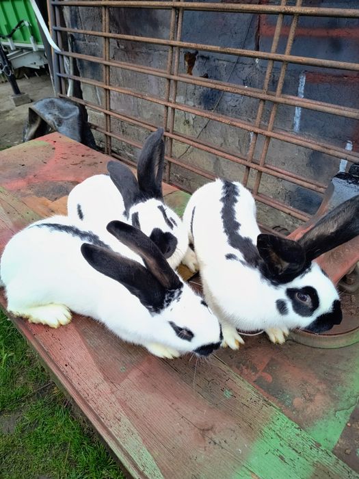 Królik król samica srokacz niemiecki