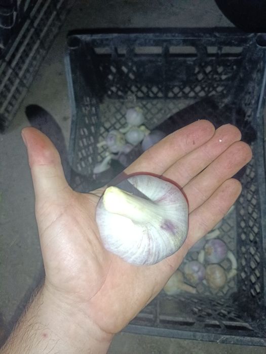 Продам часник Любаша