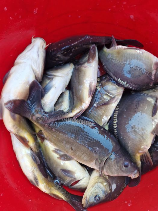 Kroczek Karp 2-3/kg  inne Amur Tołpyga  Jesiotr Węgorz Karaś pospolity