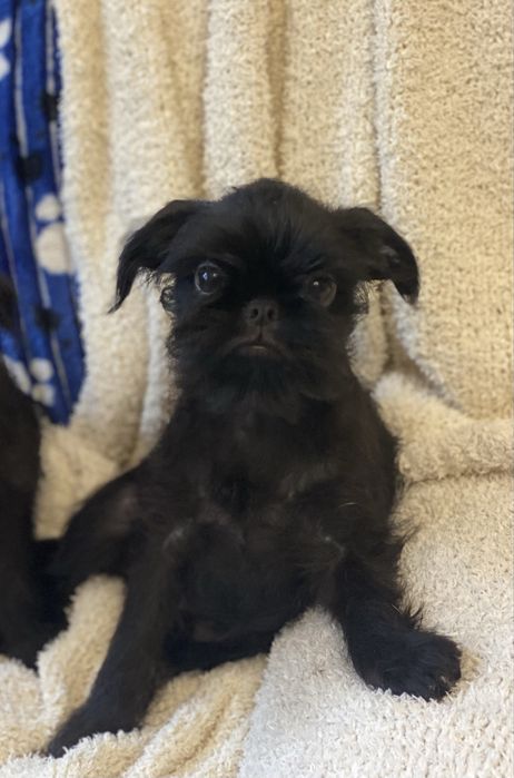 Бельгійський гриффон дівчинка