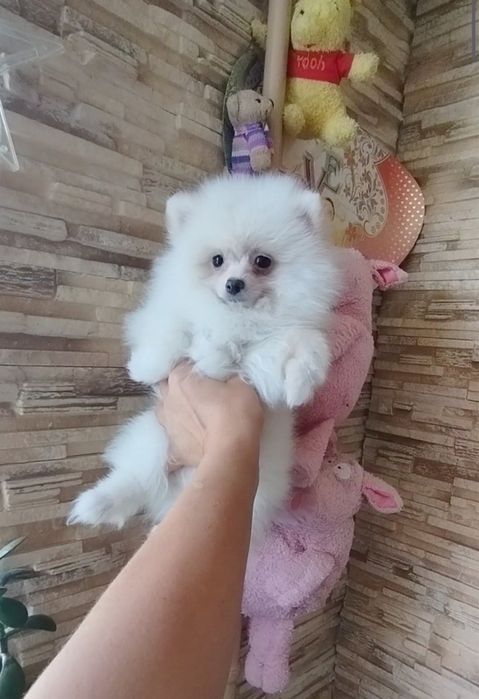 Щеночки шпица. Подрощеные