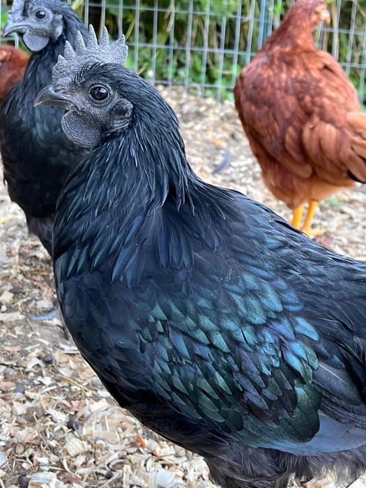 Koguty rasy ayam cemani czarne piękne