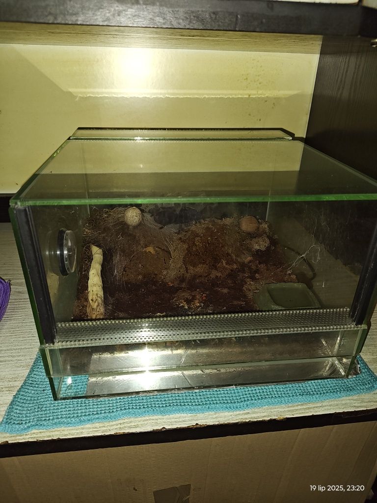 Pająk (ptasznik). 3 lata. Terrarium z wyposażeniem