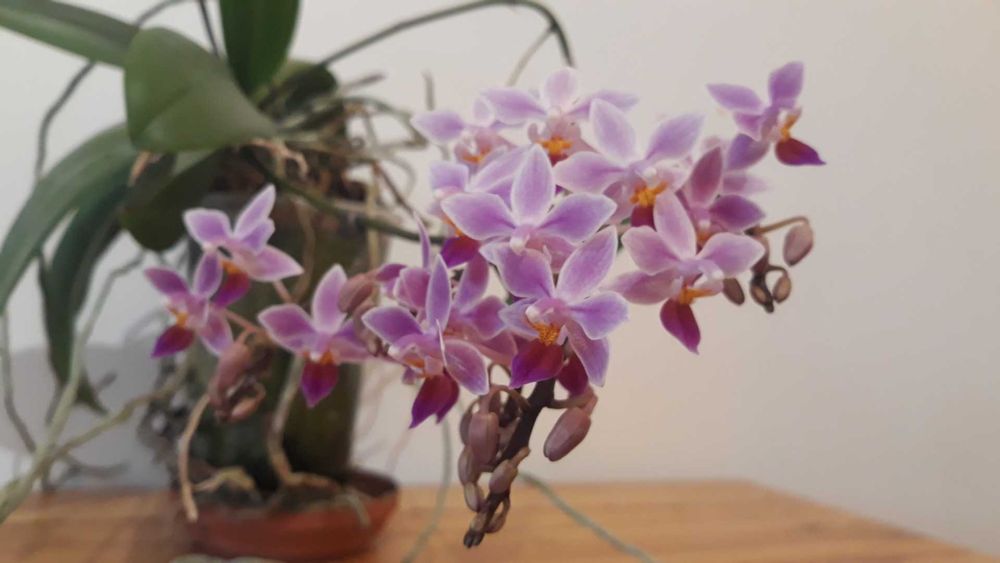 Storczyk botaniczny phalaenopsis equestris keiki - rezerwacja!