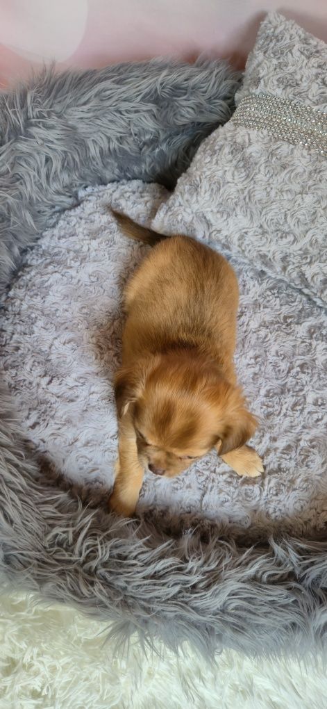 Szczeniak chihuahua długowłosy do rezerwacji,  przepiękny