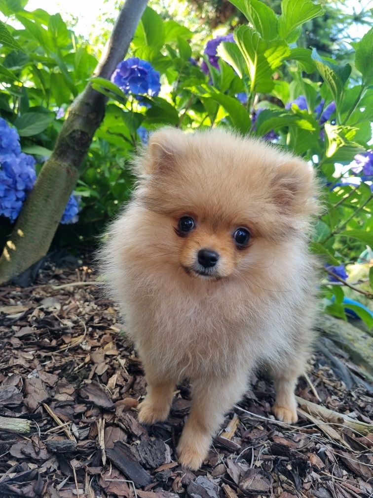 Malenstwo XXS Miniaturka BILLY piesek szpic miniaturowy pomeranian Uni