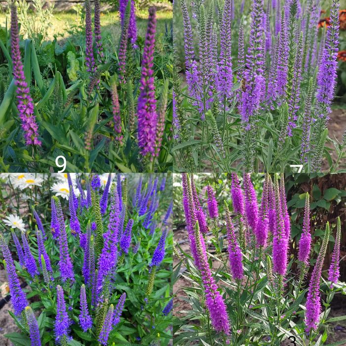 Шавлія дібровна синьо-фіолетова (шалфей)