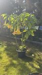 Brungmansia versicolor Yellow Anielskie Dzwony trąby żółte