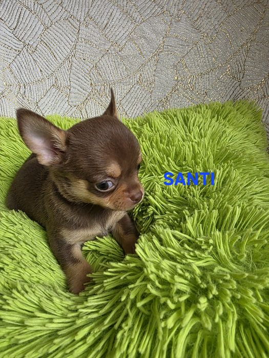 Zarezerwowany SANTI