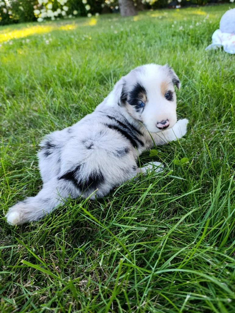 Piesek Border Collie Blue Merle