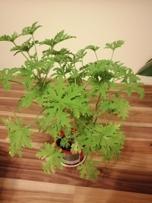 Anginowiec, anginka.