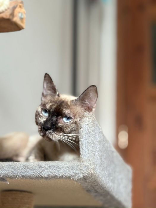 Gata para adocao( paloma)