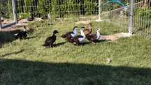 Call duck , chabo , karzełek łapciaty ,kaczki piżmowe francuskie