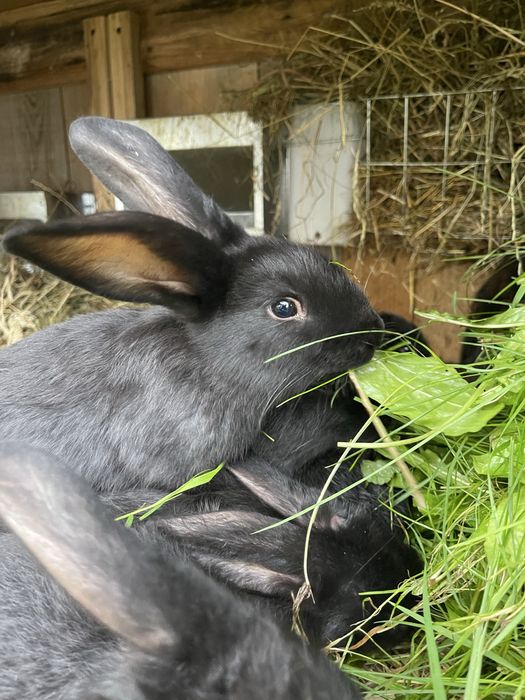 Królik Króliki króliczki hodowlane