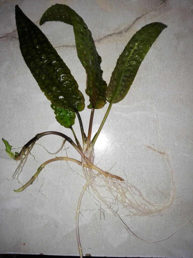 Cryptocoryne Hudoroi