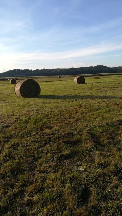 2025r. Siano pierwszy pokos z pod dachu. I drugi siano. Transport