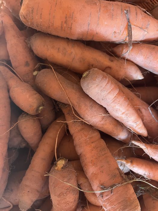 Marchew jadalna odsort