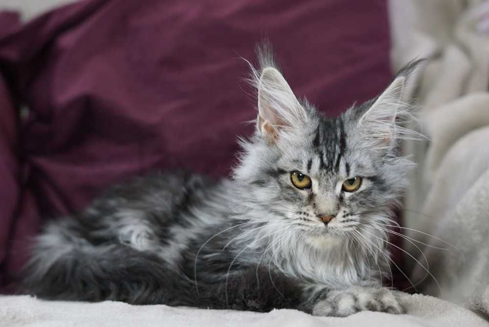 Kotka maine coon