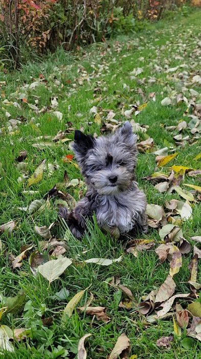 CUDOWNA maleńka królewna black merle Yorkshire Terrier