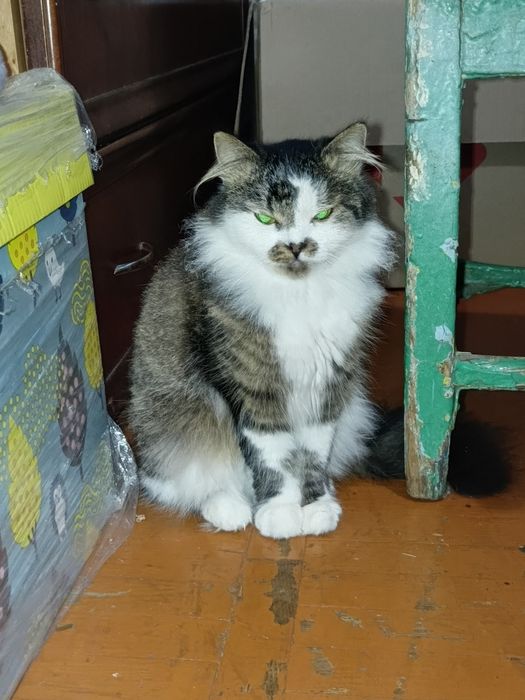 Котик 2 с половиной года