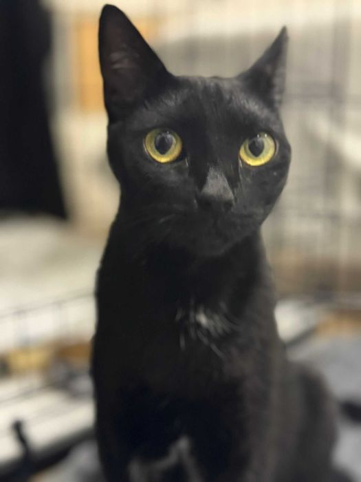 Mamã para adoção responsável