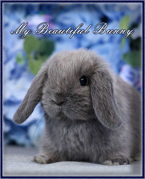 Piękny Królik Mini Lop - Blue