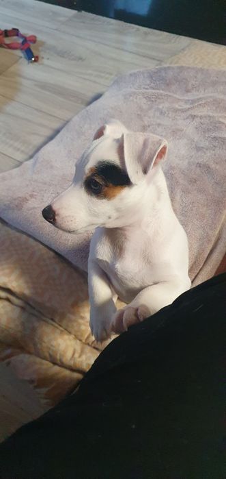 Szczeniaczek Jack Russell Terrier –  piesek Leo    

Suczk