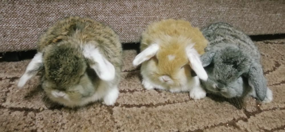 Декоративні висловухі (міні) баранчики