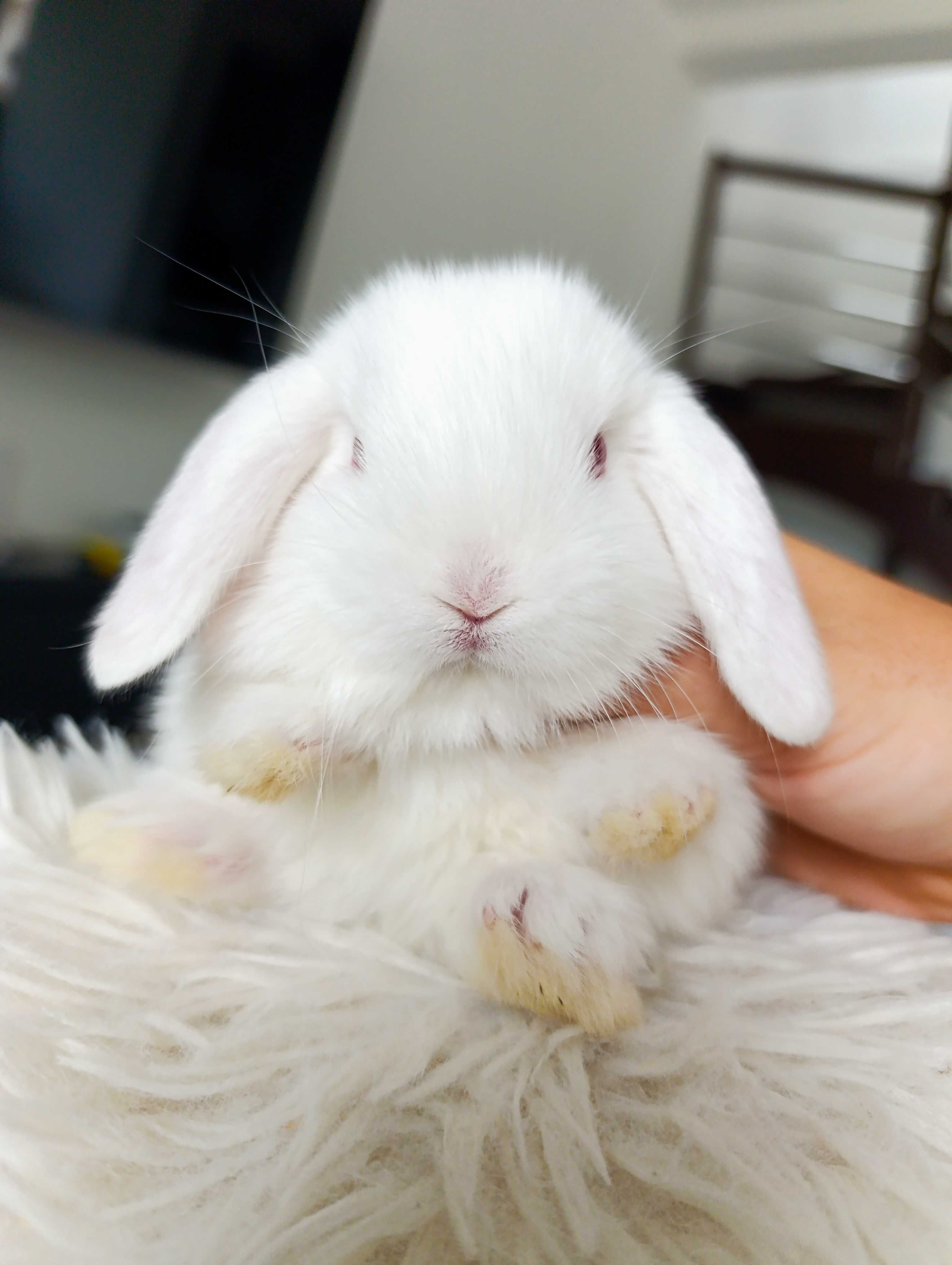 Mini lop karzełek Teddy hodowla zarejestrowana