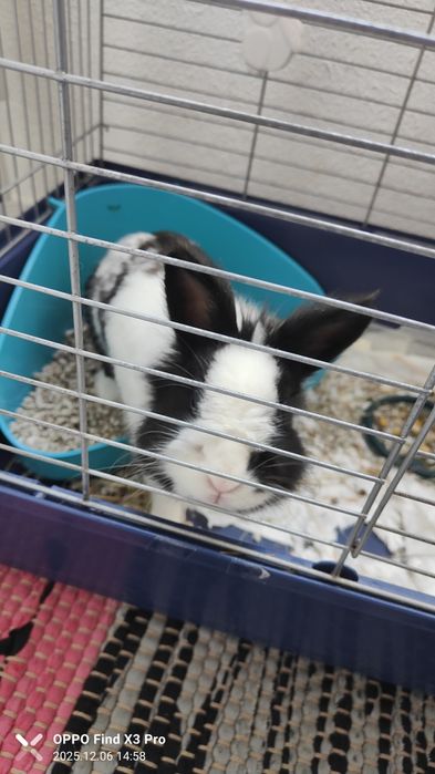 Mini Coelho - Lion Head