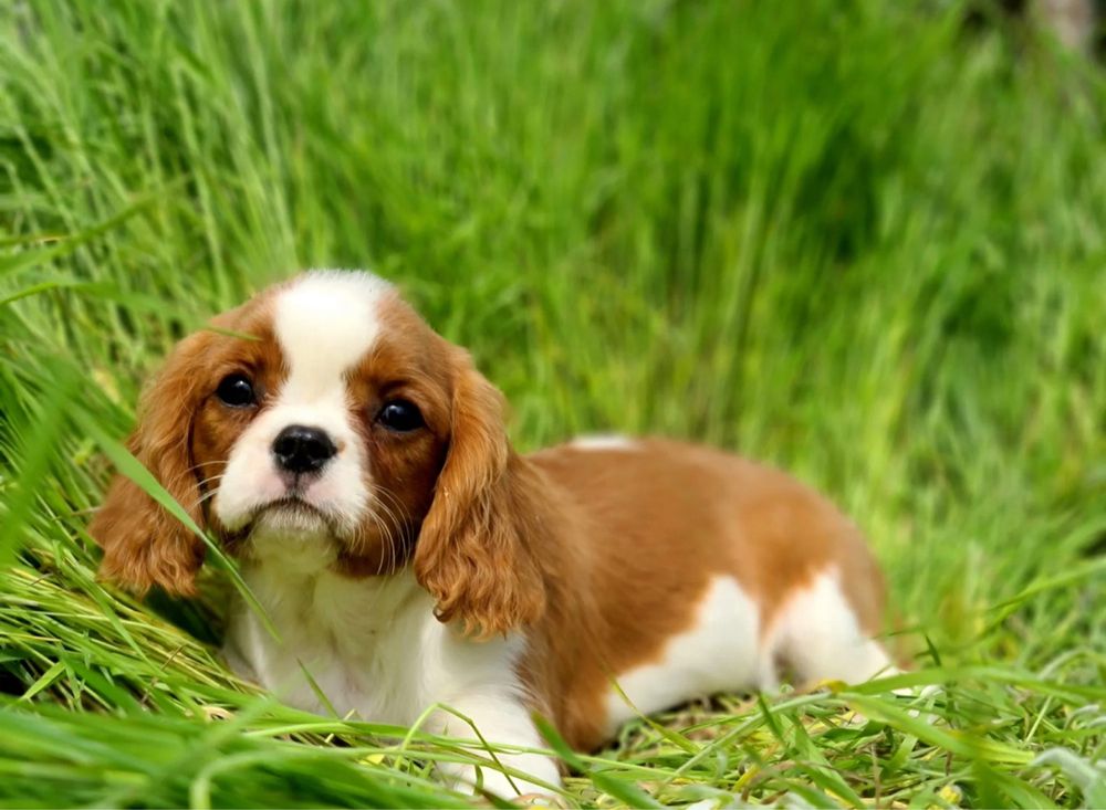 Cavalier King Charles Spaniel - piesek