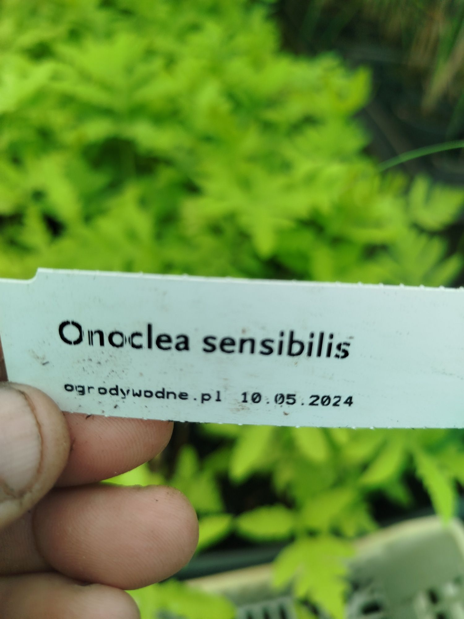 Paprotka ogrodowa – Onoclea sensibilis