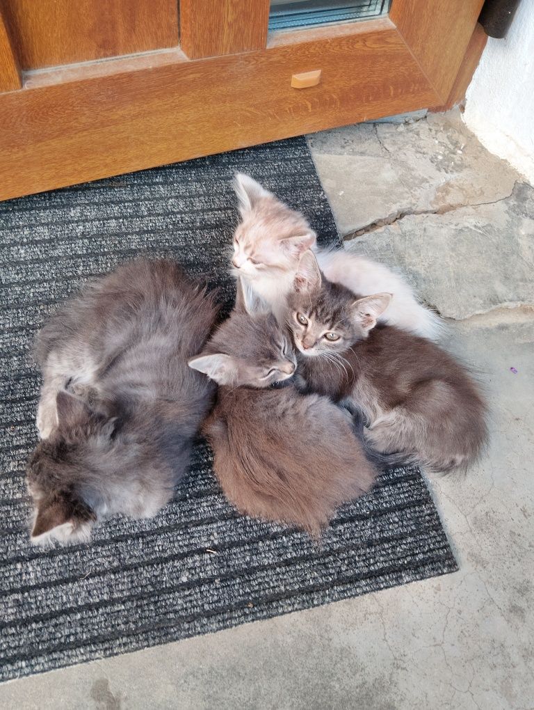 Кошинята у добрі руки