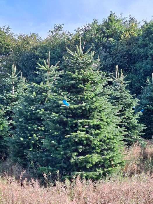 Jodła Kaukaska Cięta 300-400 cm lub w donicy 100-180 cm/ TuChoinki.pl