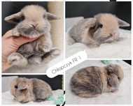 Mini lop królik króliczek baranek miniaturka Czip szczepienie