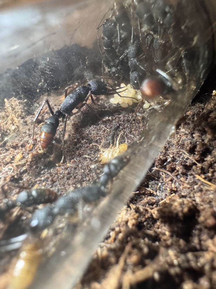 Okazja !!! Harpegnathos venator mrówki q + 15 robotnic