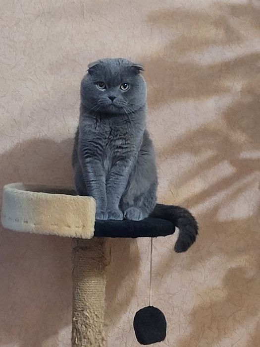 Котенки скотиш страйд {прямоухие} и {веслоухие} осталось две)))