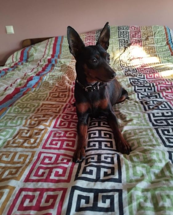 Pinczer miniaturowy szczeniak ostatnie