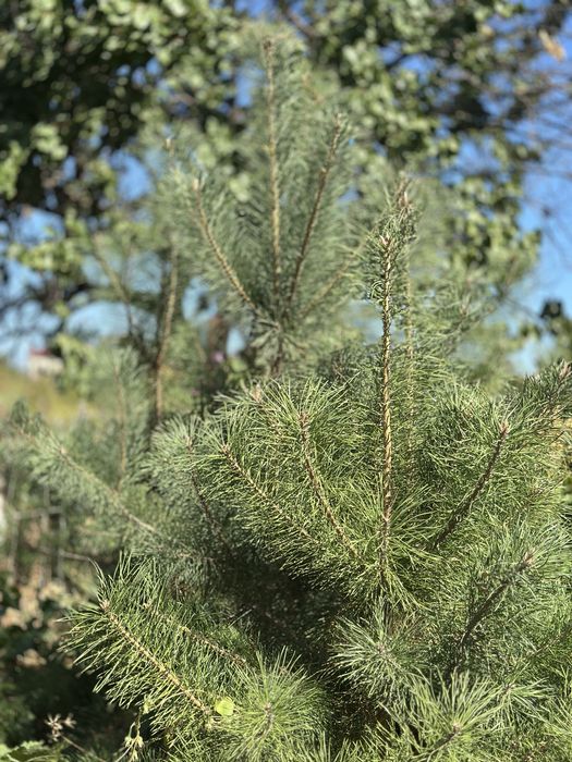 Сосна звичайна 165-200 см