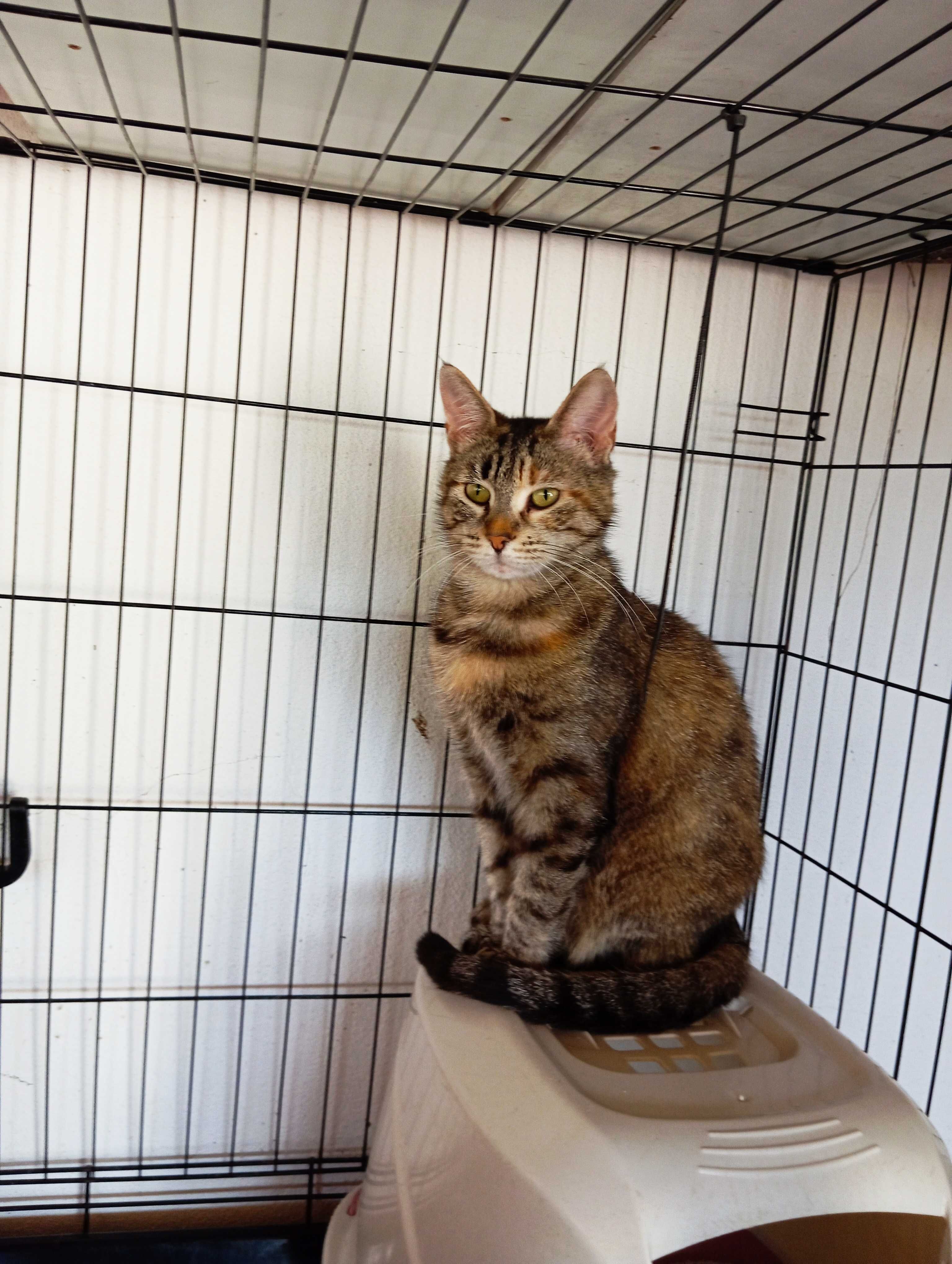 Sabrina - Para Adopção