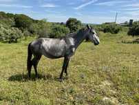 Poldra filha de lusitanos