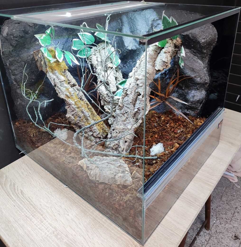 Terrarium dla gekona orzęsionego 50x60x50